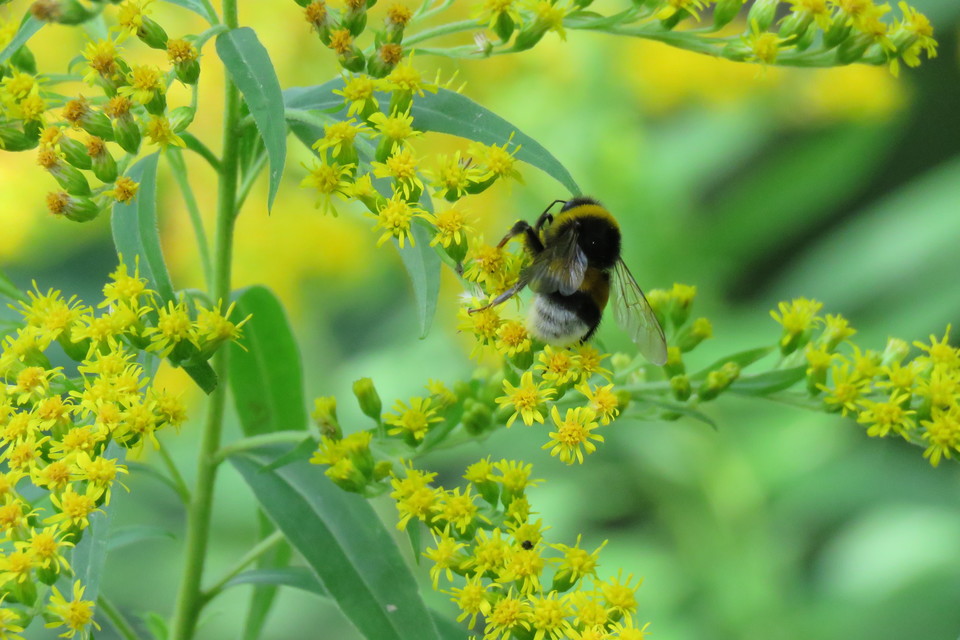 Bombus - poszméhek
