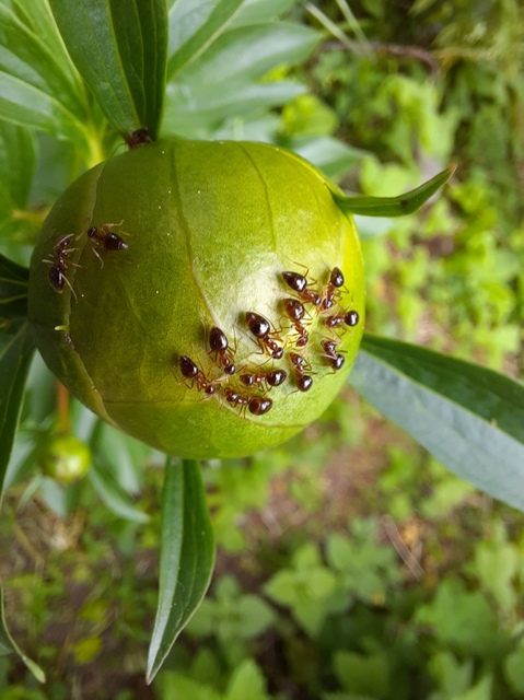 Prenolepis nitens - ragyogóhangya