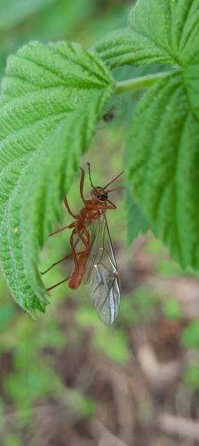 Ophion obscuratus