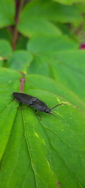 Neopristilophus insitivus - lapos pattanó