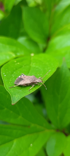 Ceraleptus gracilicornis - tüskéslábú karimáspoloska