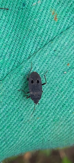 Graptopeltus validus