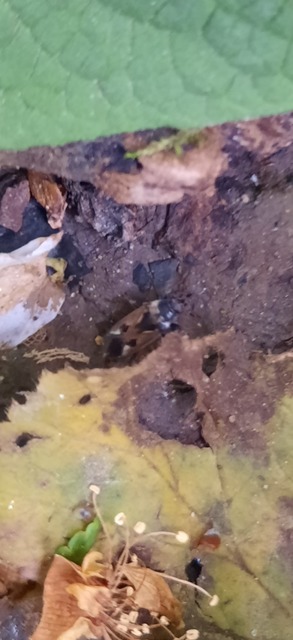 Rhyparochromus vulgaris - közönséges díszesbodobács
