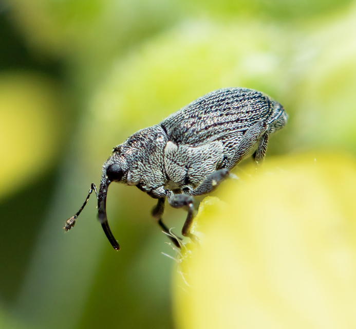 Ceutorhynchus obstrictus - repcebecő-ceutormányos