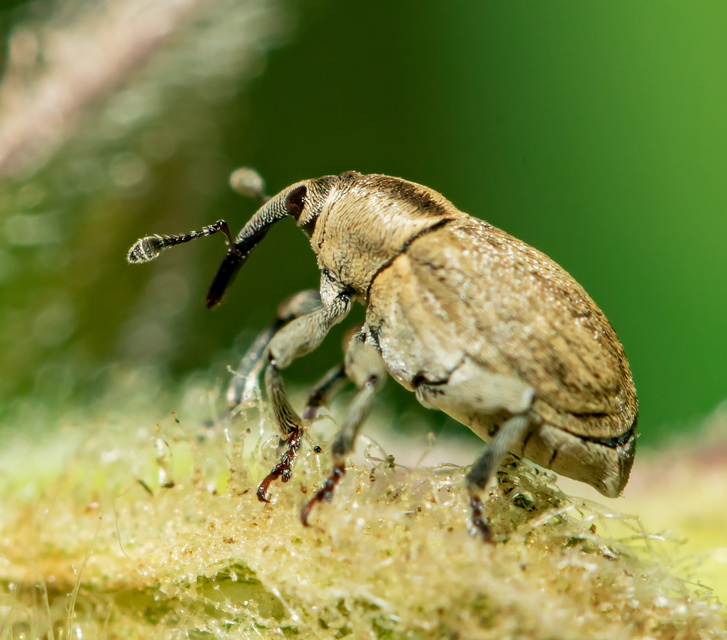 Sibinia pellucens - mécsvirágormányos