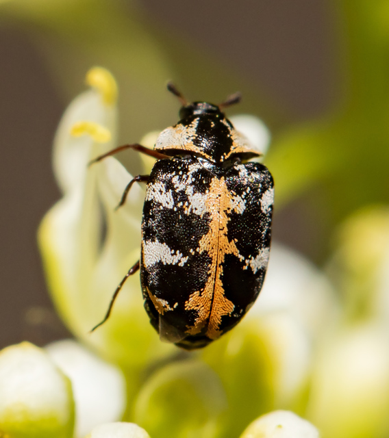 Anthrenus scrophulariae - nagy múzeumbogár