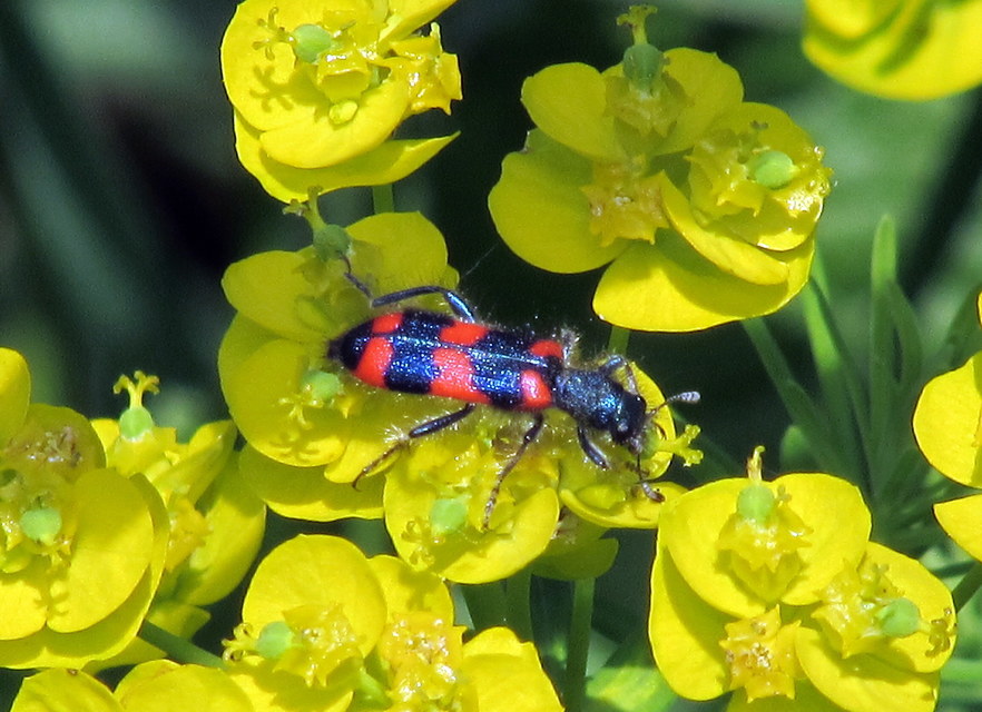 Trichodes favarius - hatfoltos méhészbogár