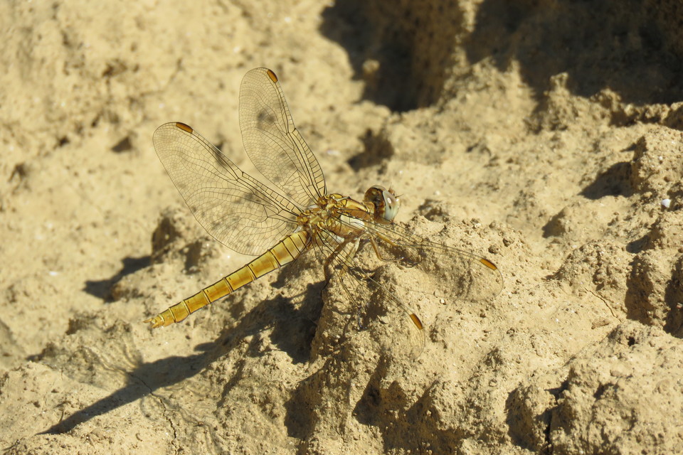 Orthetrum brunneum - pataki pásztorszitakötő
