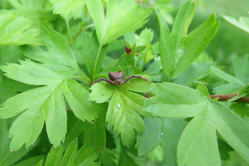 Pistius truncatus - csonka karolópók