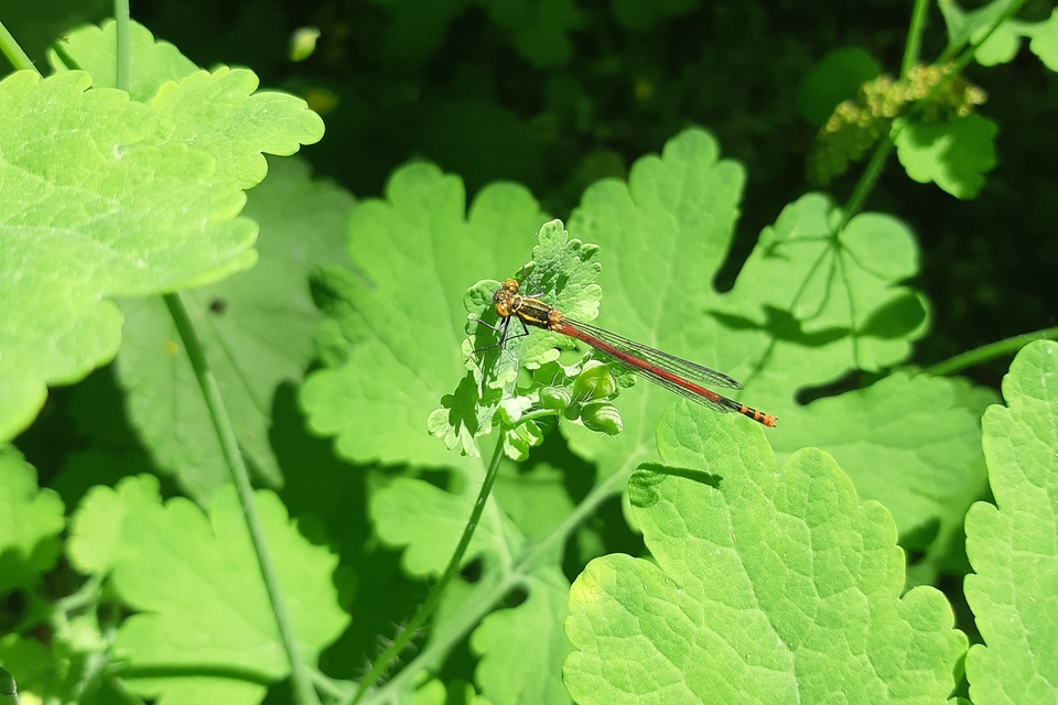 Pyrrhosoma nymphula interposita - vörös légivadász