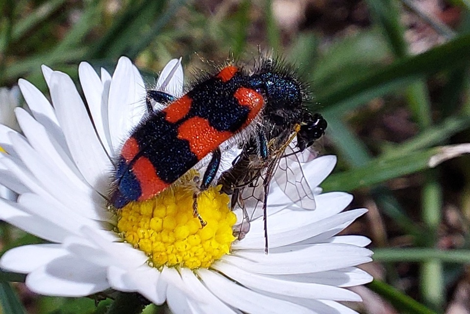 Trichodes favarius - hatfoltos méhészbogár