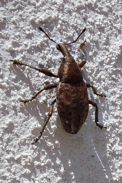 Lepyrus capucinus - pettyes fűzormányos