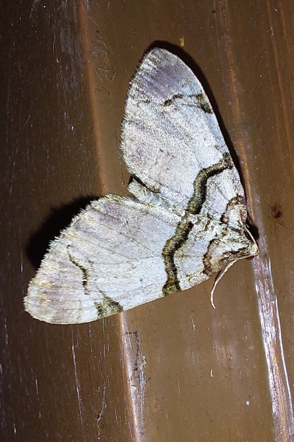 Anticlea derivata - vadrózsa-tarkaaraszoló
