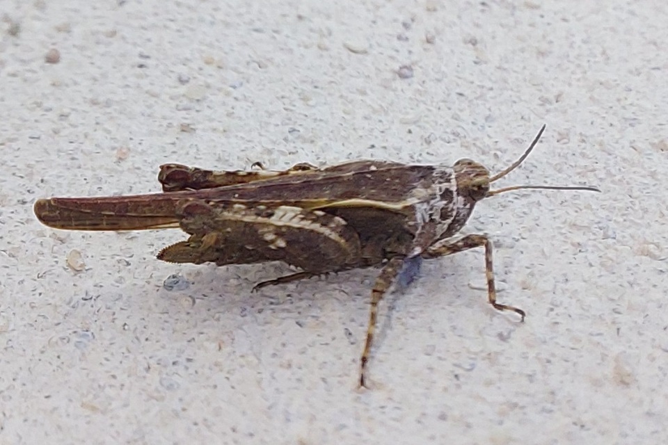 Tetrix subulata - közönséges tövishátúsáska