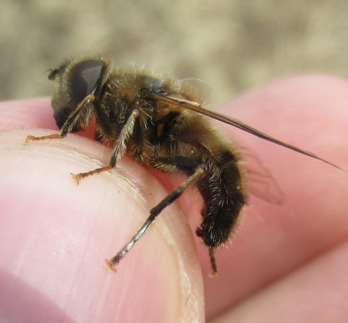 Eristalis pertinax - sárgalábfejű herelégy