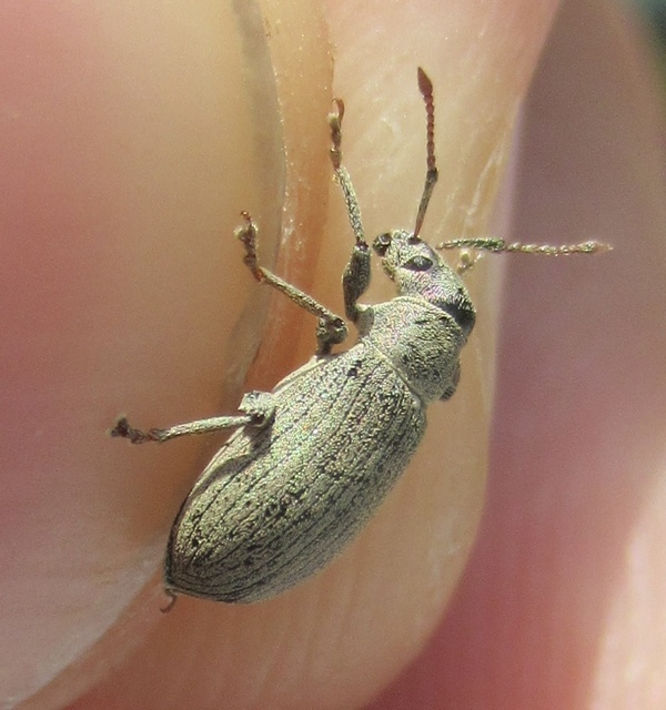 Phyllobius thalassinus - tömpeorrú levélormányos