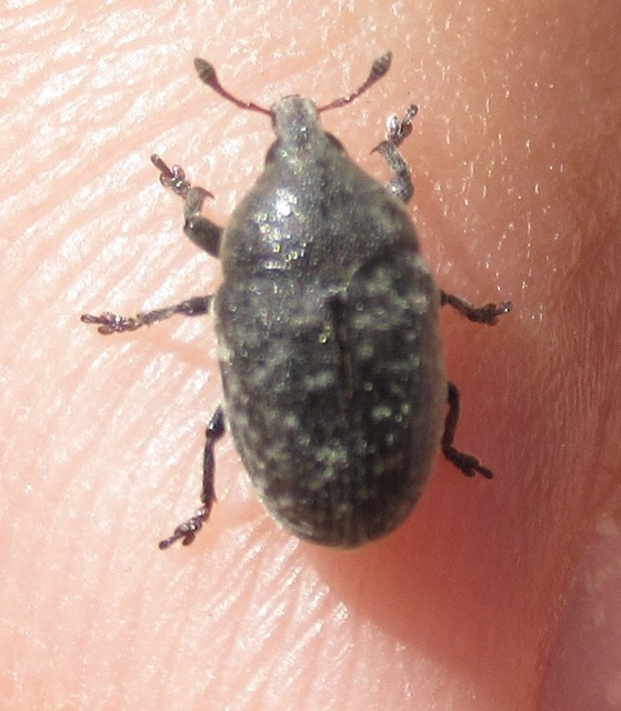 Larinus obtusus - imola-púderbarkó