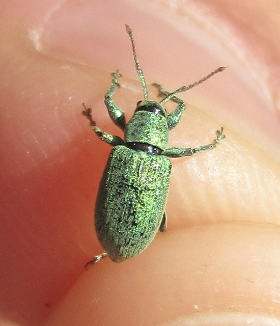 Phyllobius thalassinus - tömpeorrú levélormányos