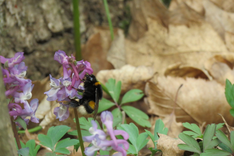 Bombus terrestris/lucorum