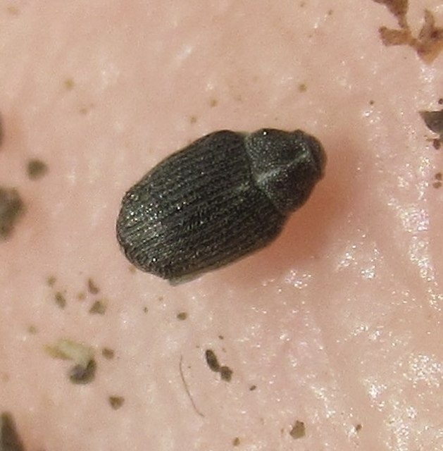 Ceutorhynchus obstrictus - repcebecő-ceutormányos