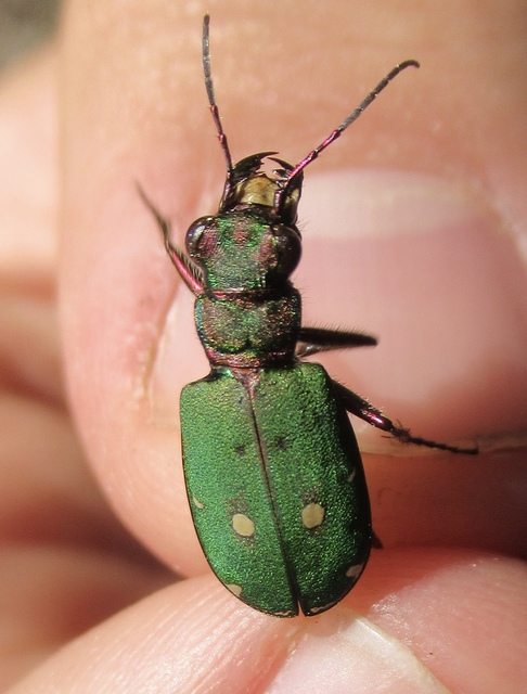Cicindela campestris - mezei homokfutrinka