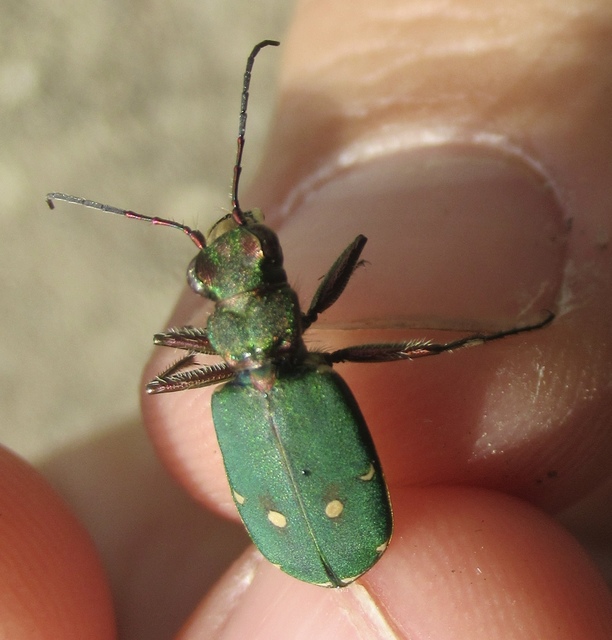 Cicindela campestris - mezei homokfutrinka