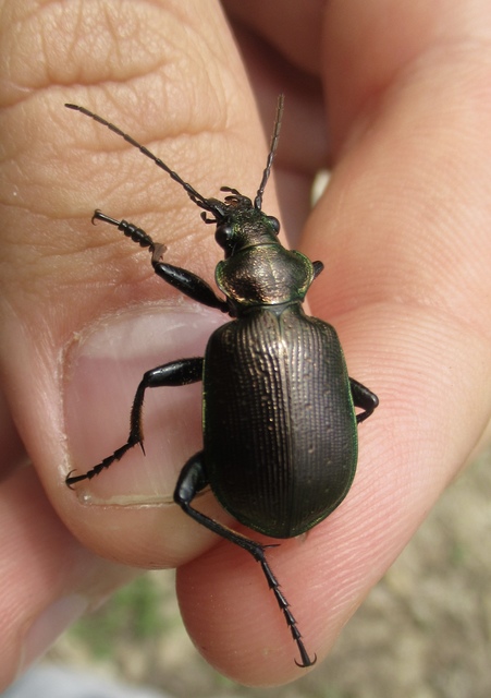 Calosoma inquisitor - kis bábrabló