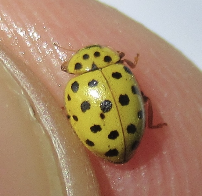 Psyllobora vigintiduopunctata - huszonkétpettyes katica