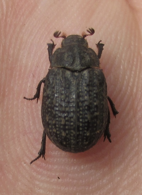 Trox sabulosus - közönséges irhabogár