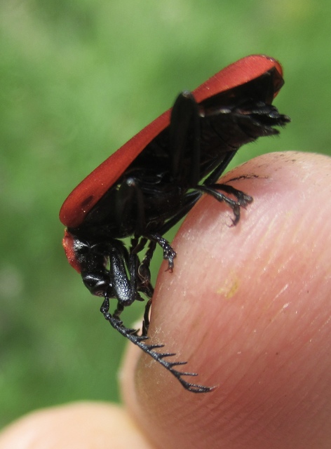 Pyrochroa coccinea - nagy bíborbogár