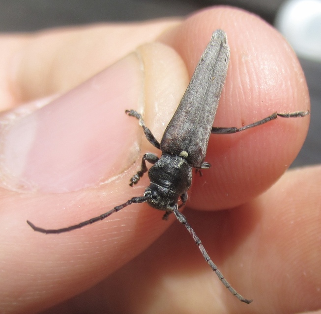 Phytoecia scutellata - sarlófűcincér