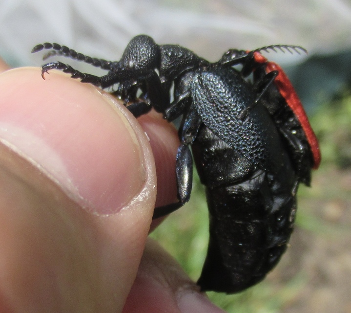 Pyrochroa coccinea - nagy bíborbogár