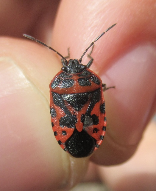 Eurydema ventralis - káposztapoloska