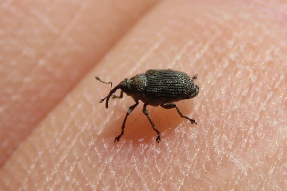 Ceutorhynchus obstrictus - repcebecő-ceutormányos