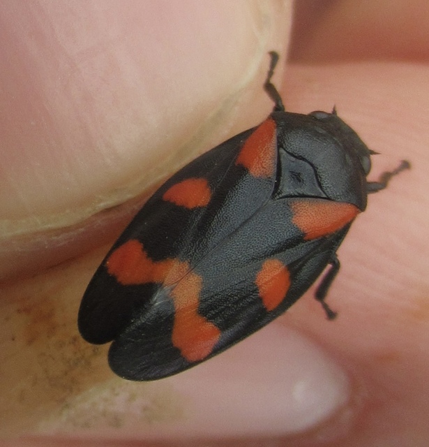 Cercopis
