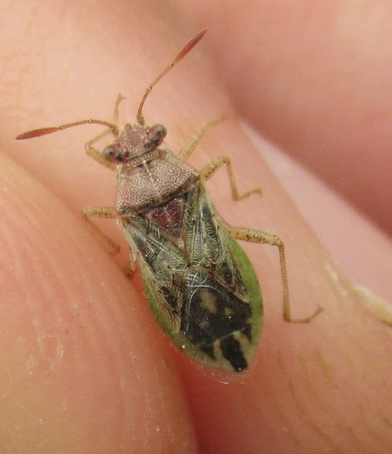 Rhopalus parumpunctatus - közönséges üvegszárnyú-poloska