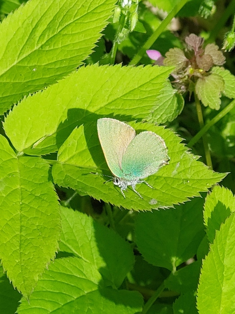 Callophrys rubi - zöldfonákú lepke