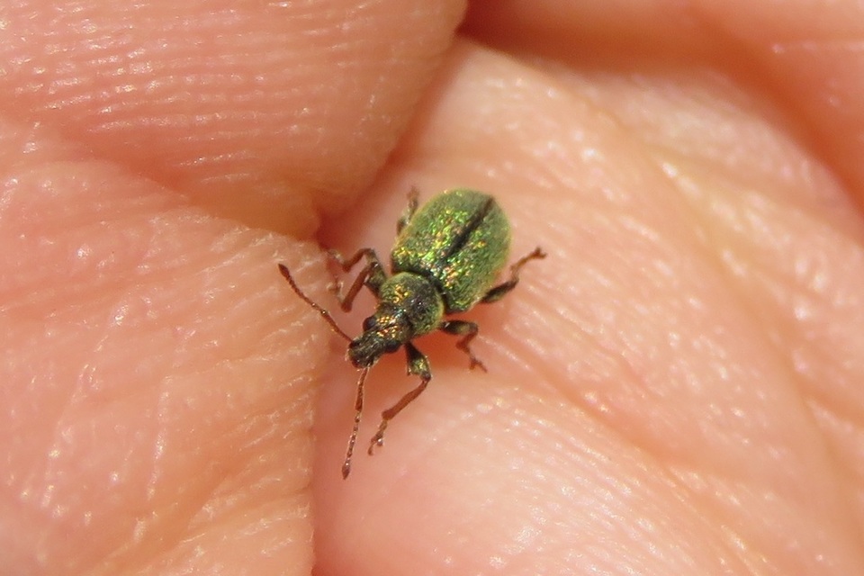 Phyllobius betulinus - változékony levélormányos