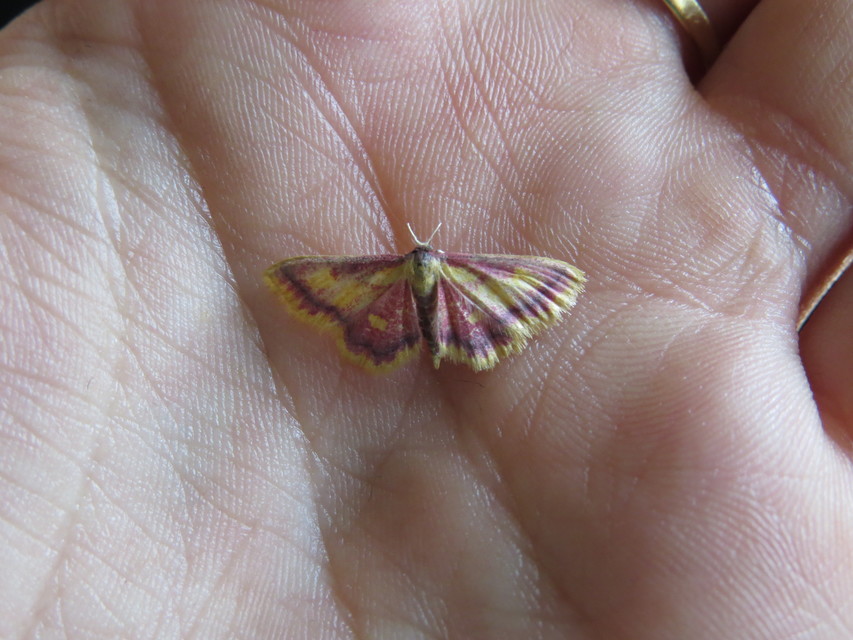 Idaea muricata - mocsári pirosaraszoló