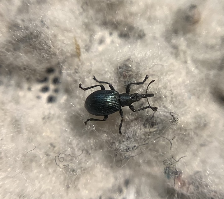 Eutrichapion punctiger - bükkönyrontó cickányormányos