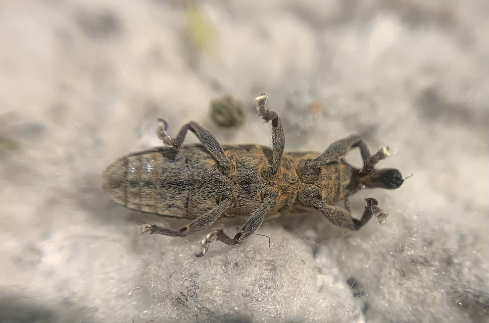 Lixus bituberculatus - kétpúpú dudvabarkó