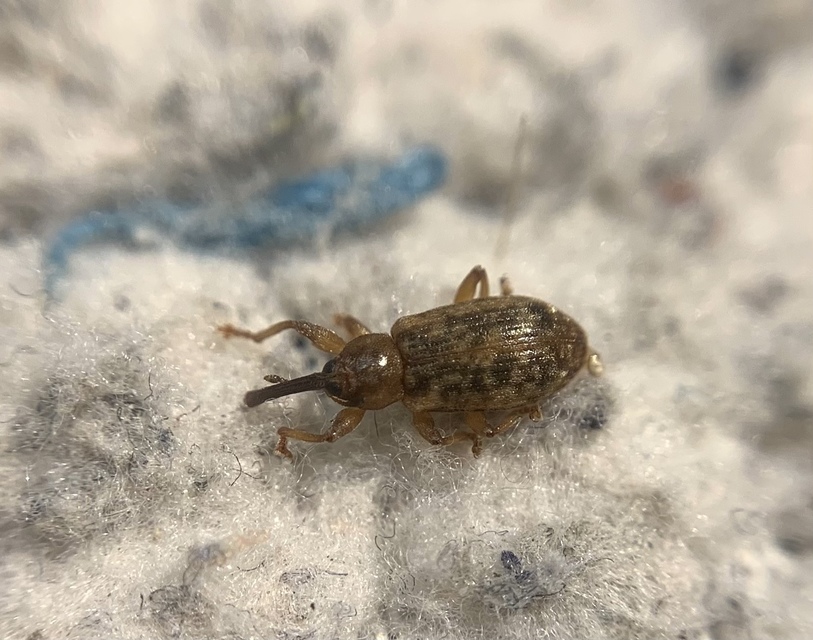 Dorytomus taeniatus - kecskefűz-hangormányos