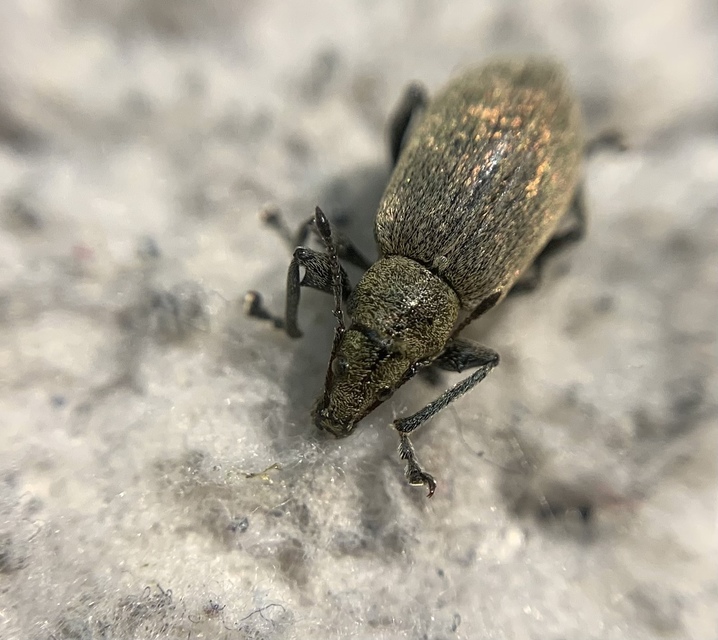 Phyllobius pomaceus - csalán-levélormányos
