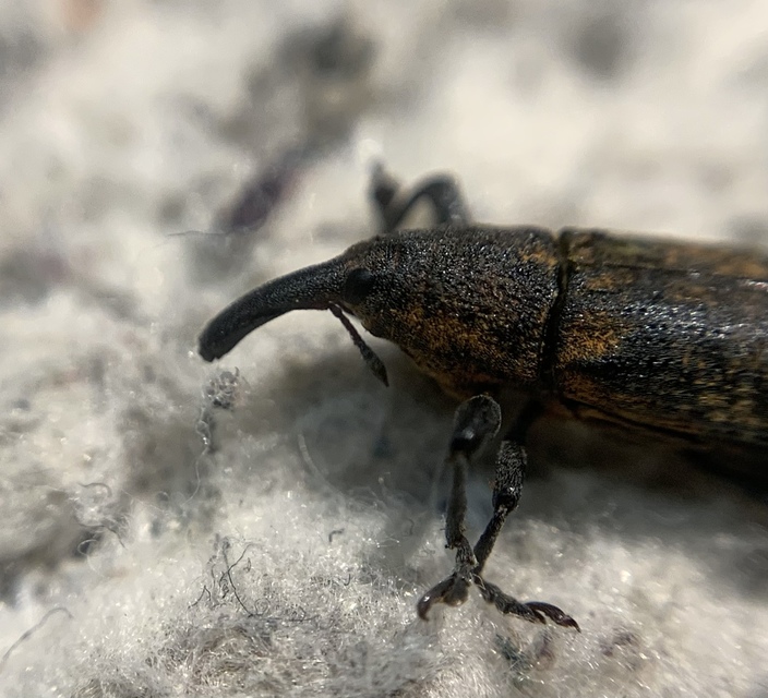 Lixus bardanae - lórom-dudvabarkó