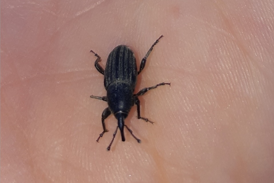 Sphenophorus striatopunctatus - mezei zsuzsok
