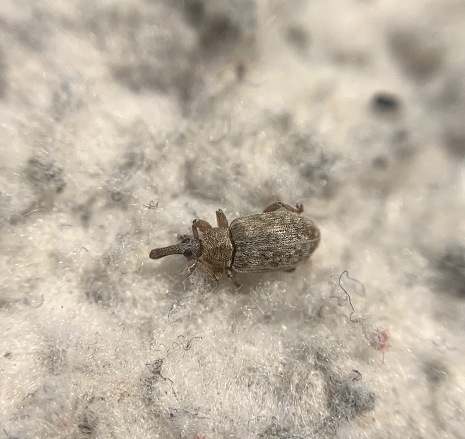 Dorytomus puberulus - feketenyár-hangormányos
