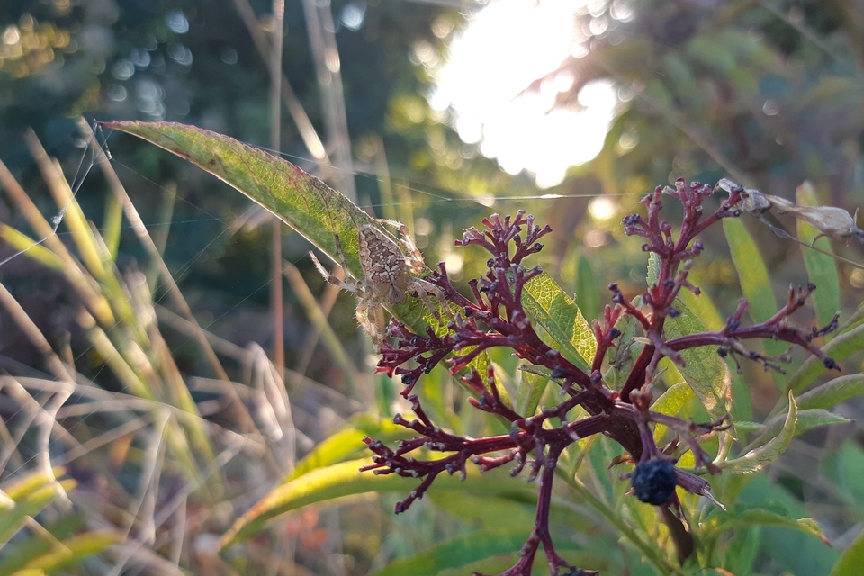 Araneus diadematus - koronás keresztespók