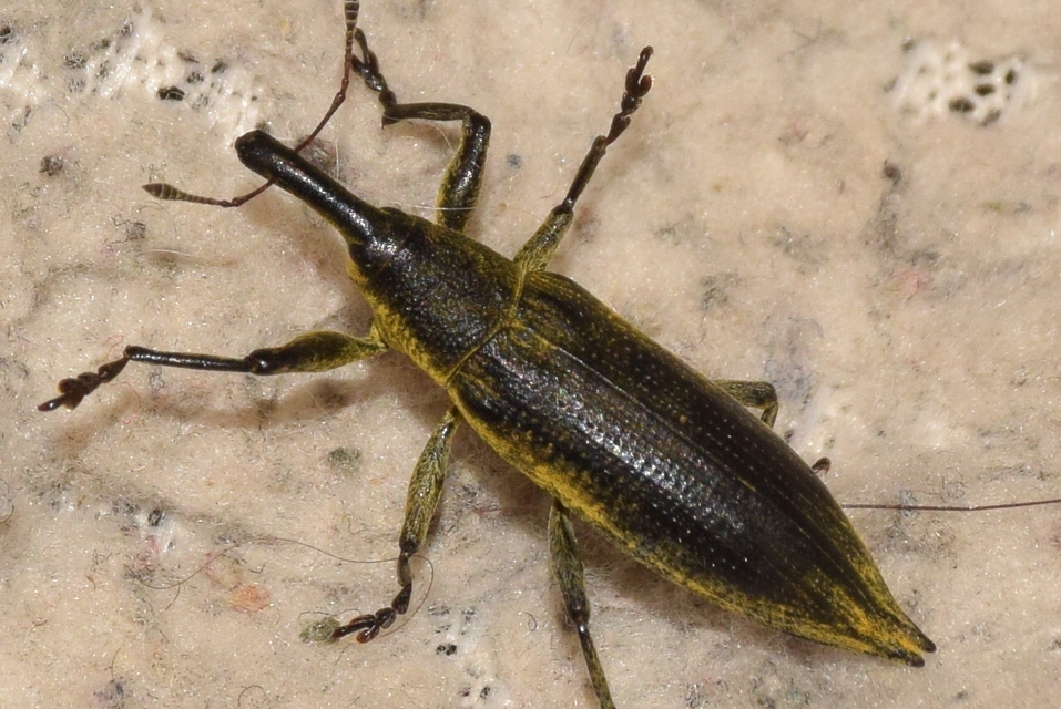 Lixus iridis - bürökfúró dudvabarkó