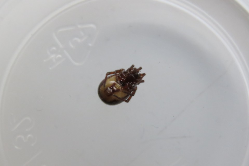 Steatoda bipunctata - kétpettyes faggyúpók