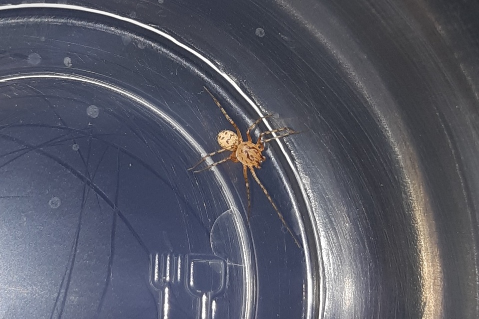 Scytodes thoracica - közönséges csupaszpók